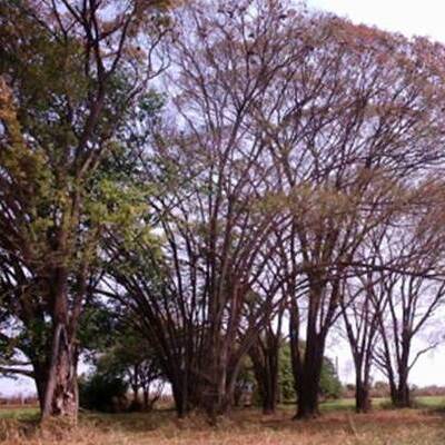 Imagem de roda de capoeira